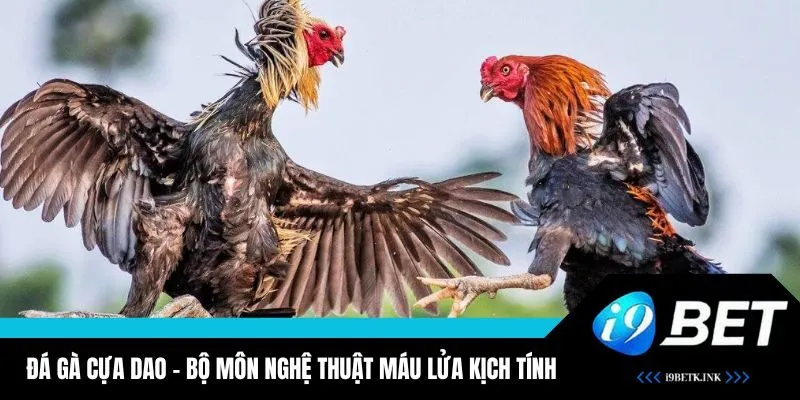 Đá Gà Cựa Dao